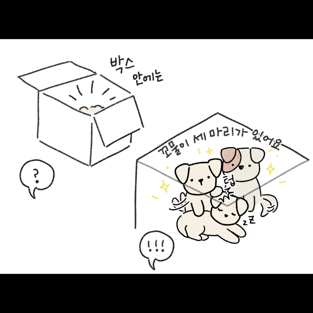 [그림] 상자 속에 들어있는 시고르자브종 아기 강아지 세 마리